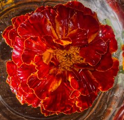 Tagetes